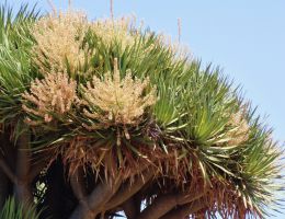 schmuck-baum-1_1080.JPG