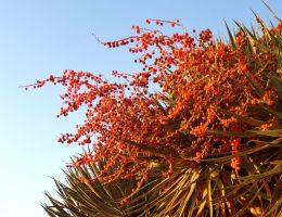 schmuck-baum-2_1080.JPG